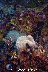 coral, anemone by Michael Wicks 